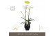 Phalaenopsis wit Bijoux Crystal 2 spike in Abruzzo Black Aquo 14 bl. 2 