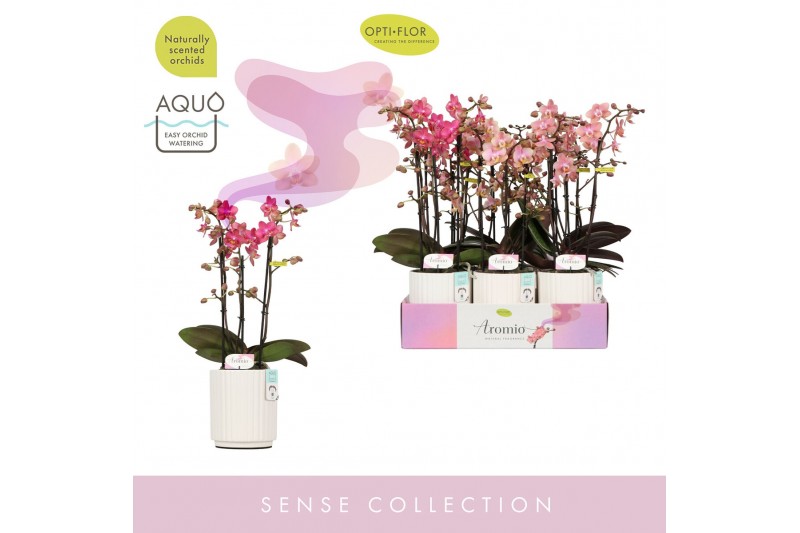 Phalaenopsis multiflora mix Aromio Mix 3 spike in Molise White Aquo 25 