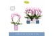 Phalaenopsis roze Mirror Miracle Tiana 2 spike in Molise Lilac Aquo 15 