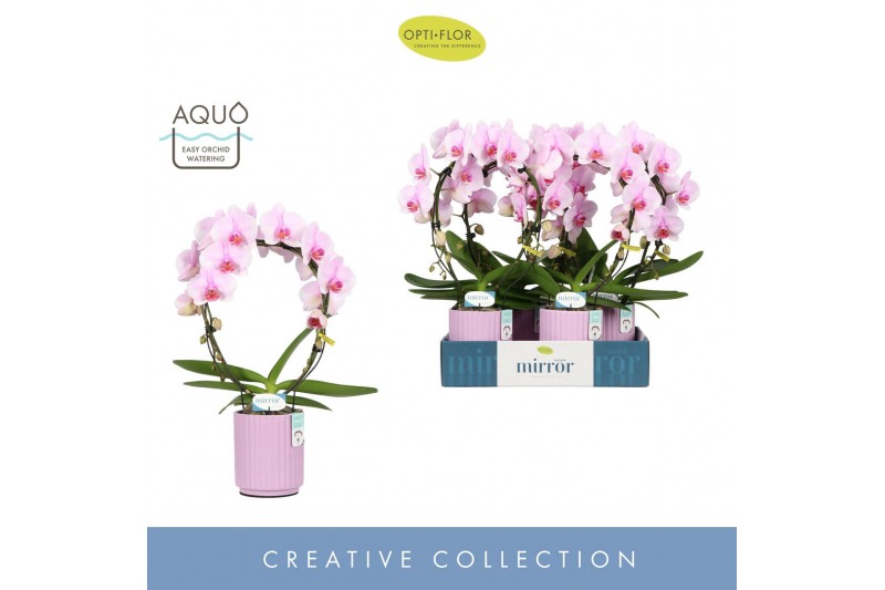 Phalaenopsis roze Mirror Miracle Tiana 2 spike in Molise Lilac Aquo 15 