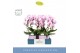 Phalaenopsis roze Mirror Miracle Tiana 2 spike in Molise Lilac Aquo 15 