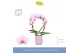 Phalaenopsis roze Mirror Miracle Tiana 2 spike in Molise Lilac Aquo 15 