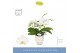 Phalaenopsis wit Dioro Prestige 2 spike in Emilia White Aquo 16 bl. 2  