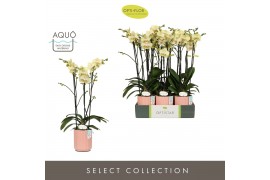 Phalaenopsis geel Optistar Shakira 3 spike in Molise Salmon Aquo 18 bl
