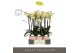 Phalaenopsis geel Optistar Shakira 3 spike in Molise Salmon Aquo 18 bl 