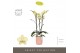 Phalaenopsis geel Optistar Shakira 3 spike in Molise Salmon Aquo 18 bl 