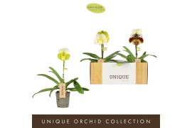 Paphiopedilum Paphiopedilum Mix1 bl. 1 tak/plnt 500