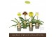 Paphiopedilum Paphiopedilum Mix1 bl. 1 tak/plnt 500 