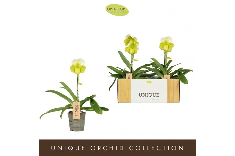 Paphiopedilum Paphiopedilum Green/White1 bl. 1 tak/plnt 500 