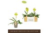 Paphiopedilum Paphiopedilum Green/White1 bl. 1 tak/plnt 500