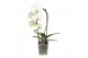 Phalaenopsis Cascade P9 Crown 1 spike 7 bl. 1 tak/plnt 350 gram 