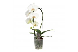 Phalaenopsis Cascade P9 Crown 1 spike 7 bl. 1 tak/plnt 350 gram