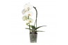 Phalaenopsis Cascade P9 Crown 1 spike 7 bl. 1 tak/plnt 350 gram