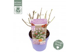 Buddleja butterfly candy lila sweetheart Buddleja Butterfly Candy Lila