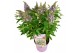Buddleja butterfly candy lila sweetheart Buddleja Butterfly Candy Lila 