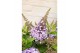 Buddleja butterfly candy lila sweetheart Buddleja Butterfly Candy Lila 