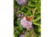 Buddleja butterfly candy lila sweetheart Buddleja Butterfly Candy Lila 