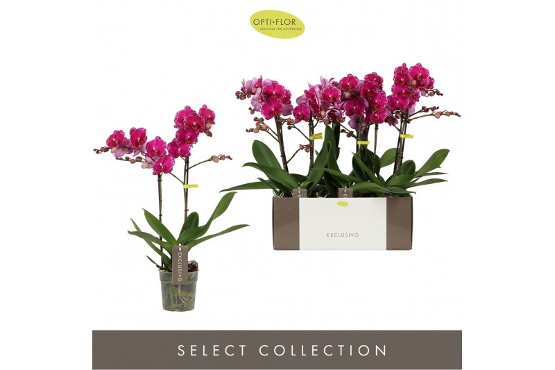 Phalaenopsis multiflora paars Exclusivo Asian Violin 2 spike18 bl. 2 t 