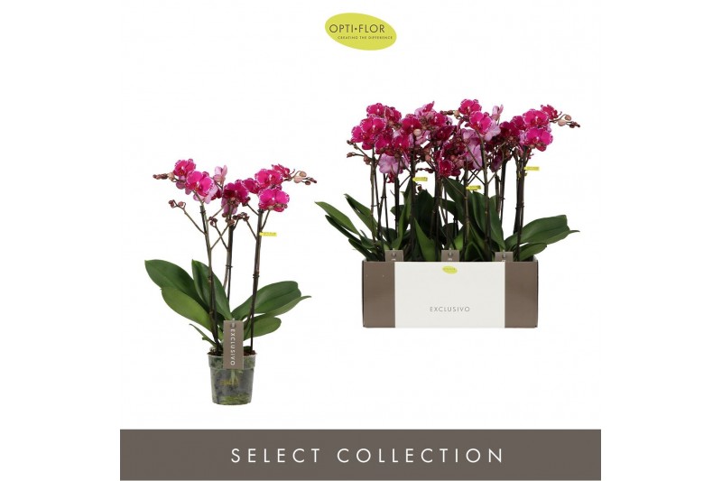 Phalaenopsis multiflora paars Exclusivo Asian Violin 3 spike25 bl. 3 t 