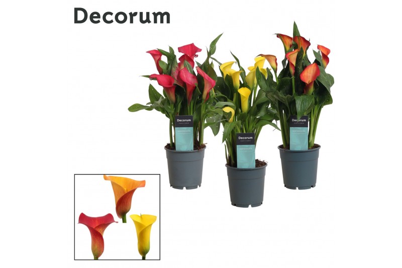 Zantedeschia mix sunny Zantedeschia (Calla) Sunny Mix (Decorum)bl. 