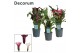 Zantedeschia mix Zantedeschia (Calla) Sweet Mix (Decorum)4 bl. 