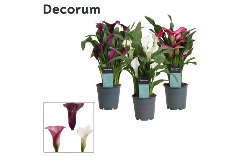 Zantedeschia mix Zantedeschia (Calla) Sweet Mix (Decorum)4 bl. 