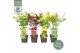 Acer palmatum mix Acer palm. diverse mix2 pp 4 kleuren per kar 