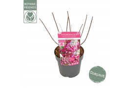 Hydrangea paniculata magical vesuvio Hydrangea pan. Magical Vesuvio®8 