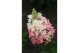 Hydrangea paniculata magical vesuvio Hydrangea pan. Magical Vesuvio®8  