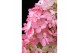Hydrangea paniculata magical vesuvio Hydrangea pan. Magical Vesuvio®8  