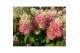 Hydrangea paniculata magical vesuvio Hydrangea pan. Magical Vesuvio®8  