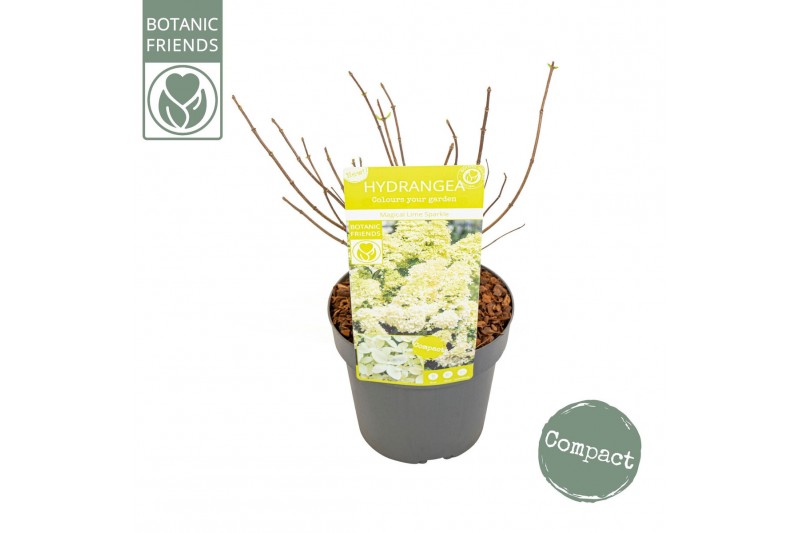 Hydrangea paniculata Hydrangea pan. Magical Lime Sparkle®8 bl. 