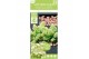 Hydrangea paniculata Hydrangea pan. Magical Lime Sparkle®8 bl. 