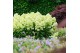 Hydrangea paniculata Hydrangea pan. Magical Lime Sparkle®8 bl. 