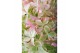 Hydrangea paniculata Hydrangea pan. Magical Lime Sparkle®8 bl. 