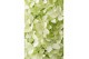 Hydrangea paniculata Hydrangea pan. Magical Lime Sparkle®8 bl. 