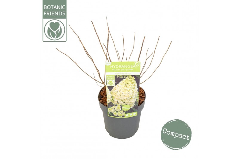 Hydrangea paniculata Hydrangea pan. Magical Matterhorn8 bl. 