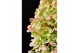 Hydrangea paniculata Hydrangea pan. Magical Matterhorn8 bl. 