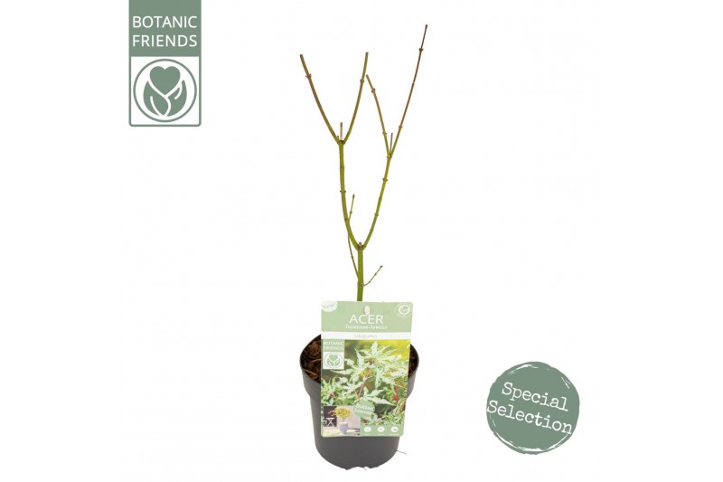 Acer palmatum ukigumo Acer palm. Ukigumo 