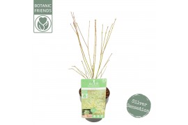 Acer palmatum butterfly Acer palm. Butterfly2 pp