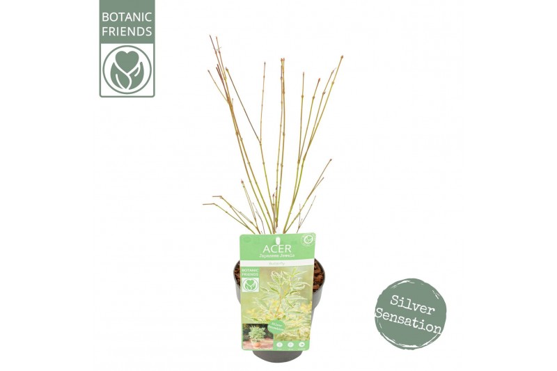 Acer palmatum butterfly Acer palm. Butterfly2 pp 