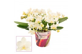 Phalaenopsis Anthura  Nazare Phalaenopsis Table Whitney 4+ tak (Scenza