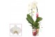 Phalaenopsis anthura madrid Phalaenopsis cascade 1 tak wit (Scenza)bl. 