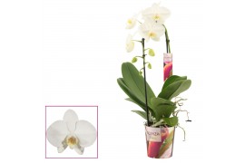 Phalaenopsis anthura madrid Phalaenopsis cascade 1 tak wit (Scenza)bl.