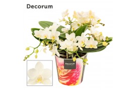 Phalaenopsis Anthura  Nazare Phalaenopsis Table Whitney 4+ tak (Decoru