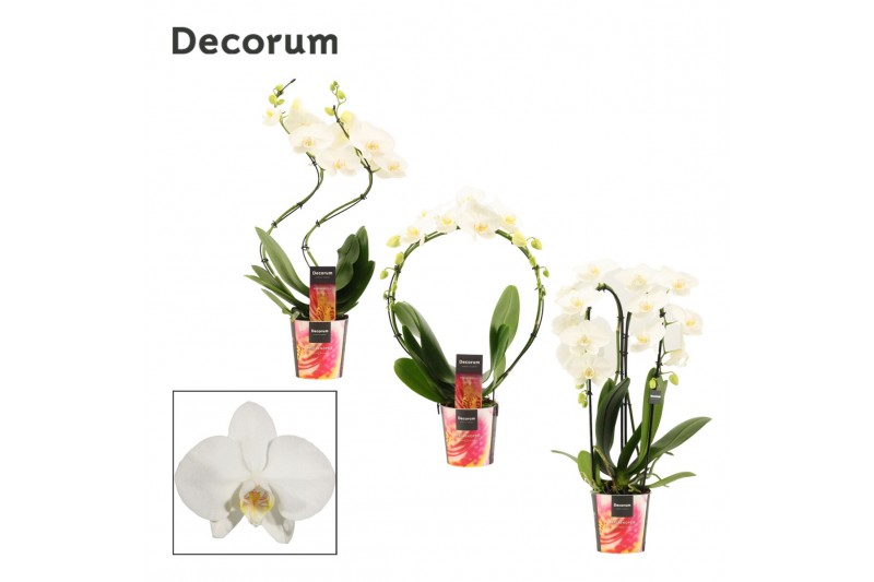 Phalaenopsis anthura madrid Phalaenopsis vormen mix 2 tak wit (Decorum 