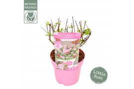 Buddleja davidii butterfly candy little pink Buddleja Butterfly Candy 