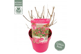 Buddleja davidii butterfly candy little ruby Buddleja Butterfly Candy 