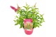 Buddleja davidii butterfly candy little ruby Buddleja Butterfly Candy  