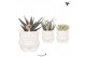 Succulenten mix Kolibri Greens Succulenten mix in Owl pot white1 pp 